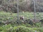 Molina the bear focused on her snack
