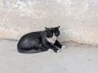 The true masters of the city--a horde of mangy stray cats 
