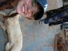 This dog we named Squirt was kind enough to guide us through the waterfalls we visited
