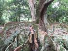 Standing by the huge wall-like roots of the Silk Cotton Tree on a trip to the forest with my class.